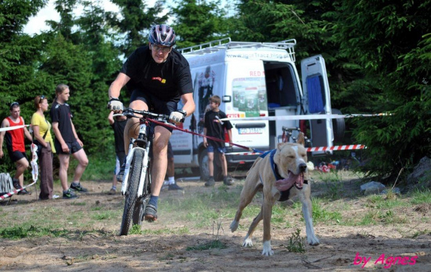 Sport zaprzęgowy w wydaniu bez śniegu -dryland #ZieloneBielkówko #amberdog