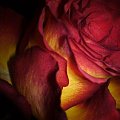 #kwiat #miłosc #barwy #kolory #róże
