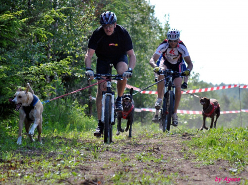 Sport zaprzęgowy w wydaniu bez śniegu -dryland #ZieloneBielkówko #amberdog