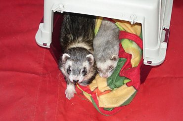 w ogródku - 26 VI 2010 #fretka #ogródek #Kubuś #Plastuś #PlayPen #spacer