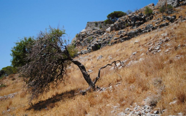 Trochę dziwne drzewo w Grecji, które rosło krzywo... #Drzewo #Grecja #Wakacje #Dziwne #Wyspa #Trawa