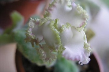 fiołek afrykański - Pretty Poison #FiołekAfrykański #FiołkiAfrykańskie #kwiatki #kwiaty #saintpaulia