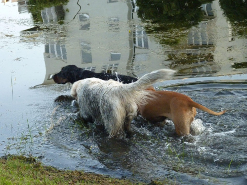 Kępa Potocka, Lipiec 2010, Brutus, Zoja i Joko