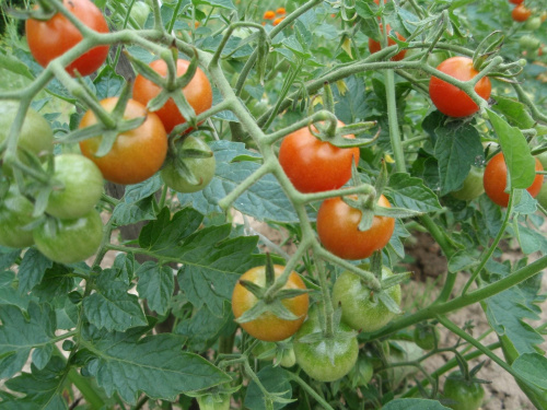 Pierwsze zbiory pomidorków