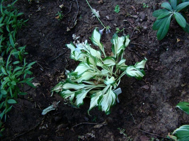 Undula Mediovariegata