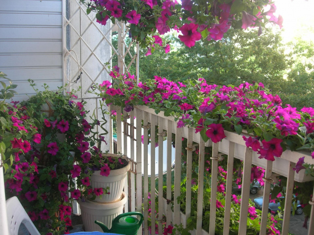 Na to lato mam takie kolory w moim kąciku dumania #kwiaty #balkon #surfinie