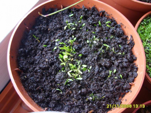 Utricularia ulginosa