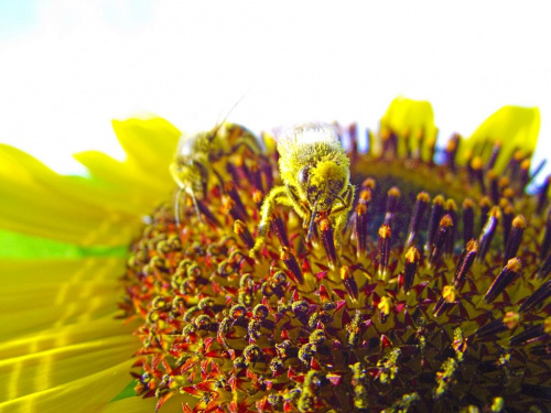 My tu gadu gadu, a pszczoły zasuwają! #przyroda #słonecznik #pszczoła #zwierzęta #owady #owad #roślina #pszczoły #dzika #miód
