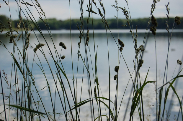 ...przez trawy #jeziora #woda