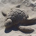 #plaża #żółw #piasek