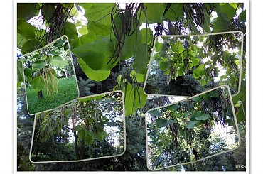 W Parku Miejskim mamy sporą kolekcję drzew unikatowych i bardzo starych, są wszystkie pod ochroną i oko cieszą. Od dziecka nazywamy to drzewo fasolnkiem bo nie znamy innej nazwy nazwy, strąki do 70cm #park #drzewo #owoce #strąki