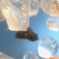 Zdjęcia mikroskopowe piasku mioceńskiego z Klifu Redłowskiego.