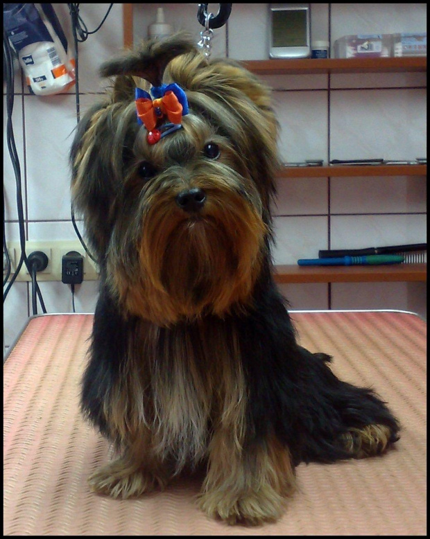 EVER 7 miesięcy #YorkshireTerrier #york #yorki