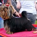 EVER 10 miesięcy #YorkshireTerrier #york #yorki