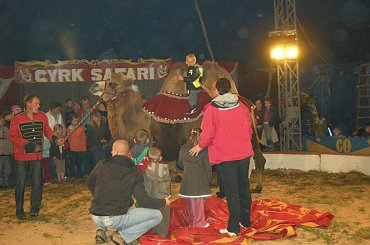 Cyrk Safari-2010. Zapraszamy na www.portalcyrkowy.ubf.pl #cyrk #safari #sezon #clown #rzeszów #występycyrkowe #kmc #portal #cyrkowy #portalcyrkowy #cyrksafari #arena