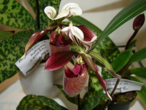 Paphiopedilum