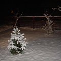 mrozik az na zdjeciu widoczny #zima #śnieg #świerk #drzewo