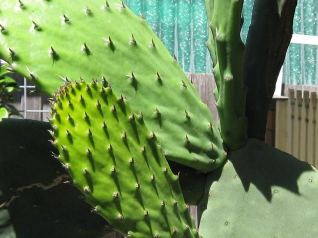 kaktus w moim ogrodzie