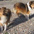 sheltie,www.ambersun-sheltie.pl #sheltie