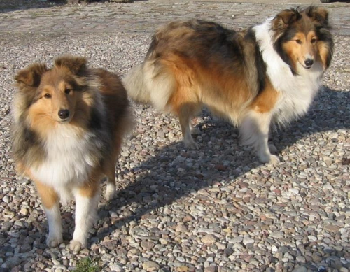 sheltie,www.ambersun-sheltie.pl #sheltie