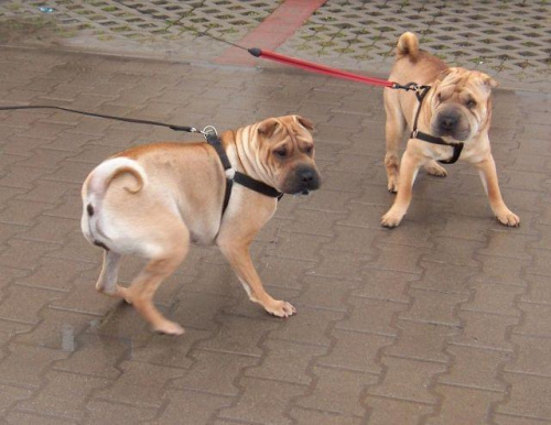 pierwsze spotkanie #SharPei