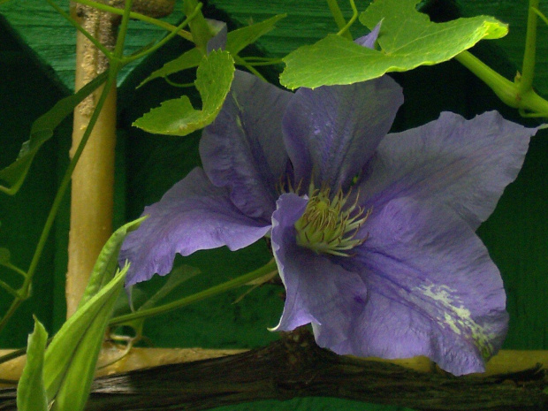 clematis