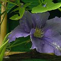 clematis