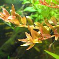 Rotala okrągłolistna