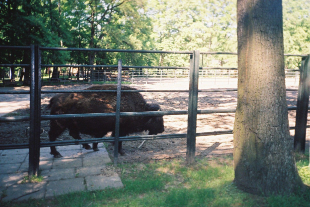 #ZOO #ZWIERZĘTA