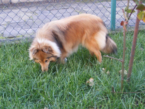 Sheltie, Afrodyta, www.Amber-Sun.sheltie.pl #Sheltie #Afrodyta