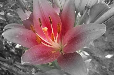 #lato #kwiaty #róże