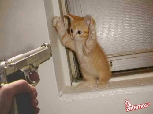 #broń #kot #groźba #kotek #pistolet