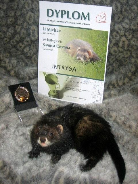 Intryga