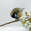 trzeba jeść #ptaki #SikorkaBogatka #zima #dokarmianie