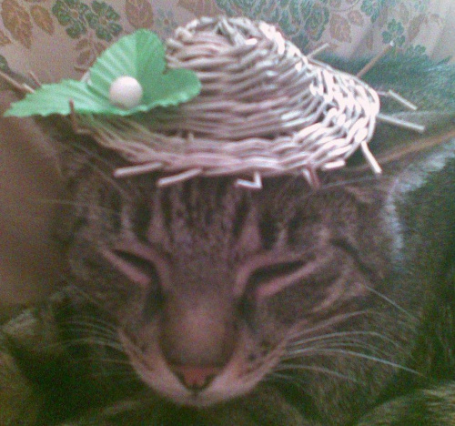 Piękny kot, w pięknym kapeluszu. Gustowny, prawda? :P