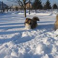 sheltie.ambersun-sheltie.pl, owczarek szetlandzki #sheltie #OwczarekSzetlandzki