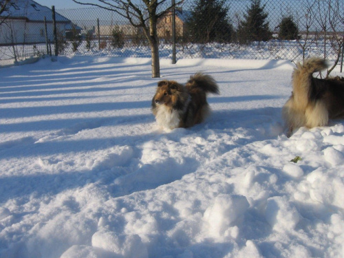 sheltie.ambersun-sheltie.pl, owczarek szetlandzki #sheltie #OwczarekSzetlandzki