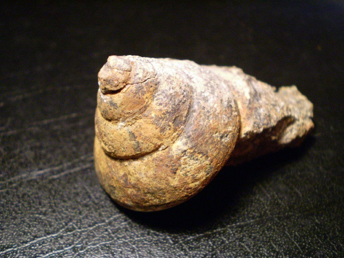 Ślimak z nadrodziny Pleurotomariacea ( ta grupa żyje od późnego kambru aż do dzisiaj ) . Długość okazu - 2,8 cm . Data znalezienia : 2004 .