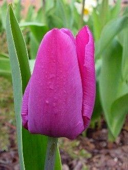 Purple Prince #kwiaty #tulipany