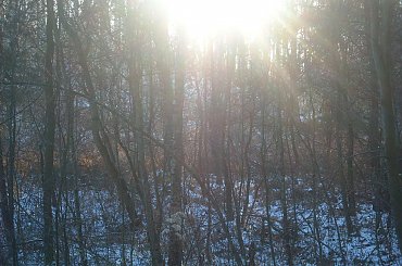 #DRZEWA #LAS #SŁOŃCE #ŚNIEG #ZABAWAŚWIATŁEM #ZIMA