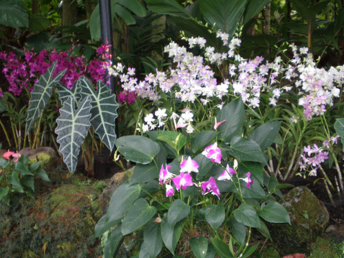 ogrod botaniczny singapore