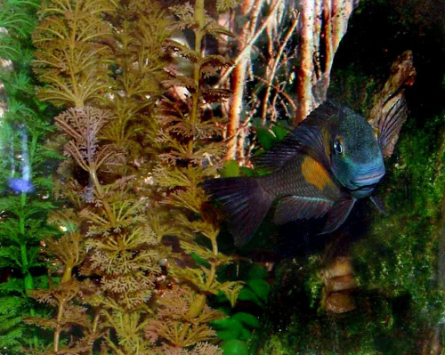 Tropheus Mupulungu Kasakalawe samica FO odłów. Ryba z mojego zbiornika