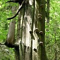 #huba #drzewa #las #sorux #natura #przyroda