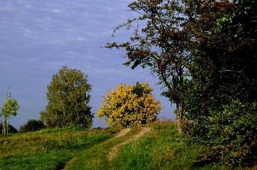 #kwiat #przyroda #natura #sorux