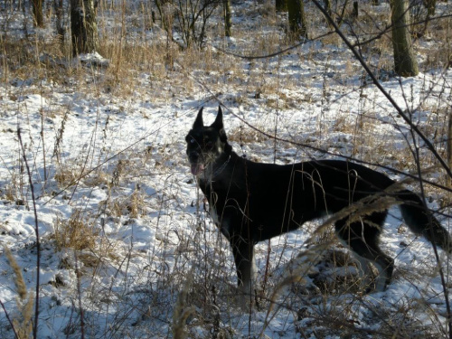 na zimowym spacerku :)))) #pies #psy #zwierzęta #przyroda