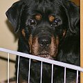 #pies #rottweiler