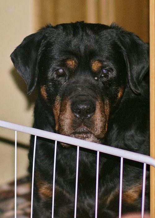 #pies #rottweiler