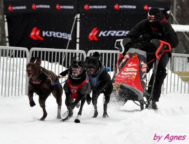 Amberdog trenuje na stdionie CKIS Pruszcz Gdański. Psy- Greystery. Sanie - Danler Hornet XC i Antipode Acrobat. #PsieZaprzęgi #greyster #ckis #PruszczGdański #IgorTracz #OlgierdTracz #AgataKaczyńska #traczer