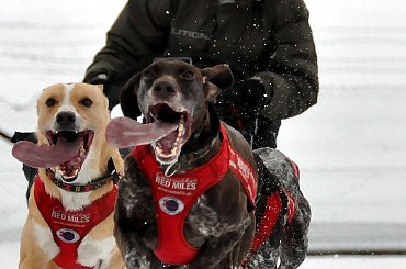 Amberdog trenuje na stdionie CKIS Pruszcz Gdański. Psy- Greystery. Sanie - Danler Hornet XC i Antipode Acrobat. #PsieZaprzęgi #greyster #ckis #PruszczGdański #IgorTracz #OlgierdTracz #AgataKaczyńska #traczer