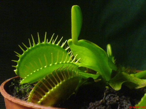 Dionaea Muscipula- Muchołówka #muchołówka #rosiczka